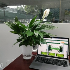 DỊCH VỤ THUÊ CÂY XANH