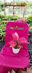Cây vạn lộc đỏ- chậu men sứ
