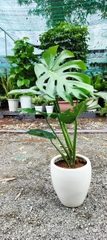 Monstera-chậu sứ -size lá 30-35cm