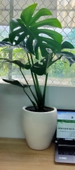 Monstera-chậu sứ -size lá 30-35cm