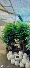 Cây hạnh phúc 1 gốc