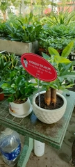 Chậu cây in logo -chậu men sứ