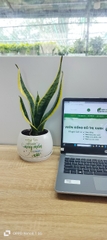 Chậu cây in logo -chậu men sứ
