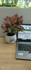 Chậu cây in logo -chậu men sứ