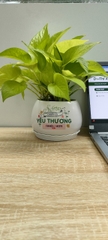 Chậu cây in logo -chậu men sứ