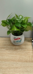 Chậu cây in logo -chậu men sứ