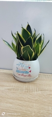 Chậu cây in logo -chậu men sứ
