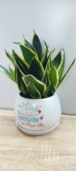 Chậu cây in logo -chậu men sứ