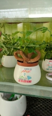 Chậu cây in logo -chậu men sứ
