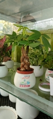Chậu cây in logo -chậu men sứ