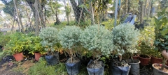 Cây tuyết sơn phi hồ -chậu men sứ