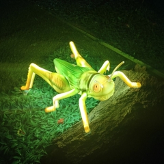 Đèn LED ZALAA Mô Phỏng Châu Chấu Năng Động Cho Vườn Ánh Sáng / Light Garden