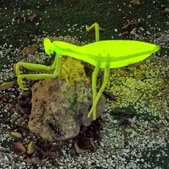 Đèn LED ZALAA Mô Phỏng Con Bọ Ngựa Mantis Năng Động Cho Vườn Ánh Sáng / Light Garden