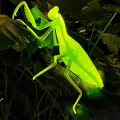 Đèn LED ZALAA Mô Phỏng Con Bọ Ngựa Mantis Năng Động Cho Vườn Ánh Sáng / Light Garden