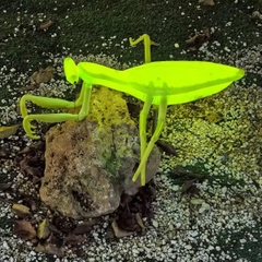 Đèn LED ZALAA Mô Phỏng Con Bọ Ngựa Mantis Năng Động Cho Vườn Ánh Sáng / Light Garden