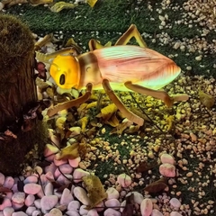 Đèn LED ZALAA Mô Phỏng Con Dế Mèn Crickets Năng Động Cho Vườn Ánh Sáng / Light Garden