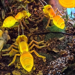 Đèn LED ZALAA Mô Phỏng Con Kiến Ants Năng Động Cho Vườn Ánh Sáng / Light Garden