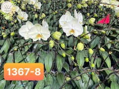 MẪU SỈ: MÃ 1367-8