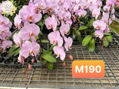 MẪU SỈ: MÃ M190