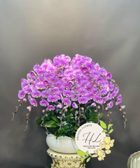 Lan Hồ Điệp ( Mẫu 06)