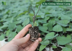Vỉ 112 Cây Khoai Lang Nhật Ruột Vàng  DJF