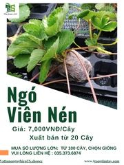 Ngó Dâu Tây