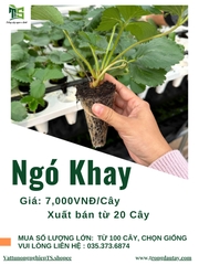 Ngó Dâu Tây