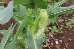 Hạt Giống Bắp Trái Cây (Có Thể Ăn Sống)