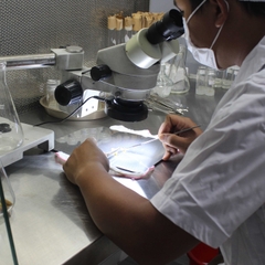 Phục Tráng Cây Giống