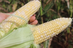 Hạt Giống Bắp Trái Cây (Có Thể Ăn Sống)