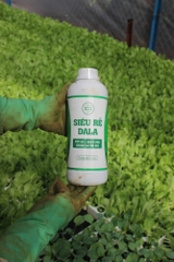 Siêu Rễ DaLa
