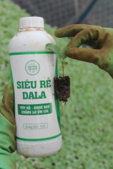 Siêu Rễ DaLa