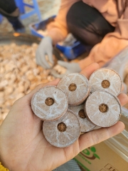 80 viên nén xơ dừa ươm ngó dâu tây, ươm hạt giống size 42mm