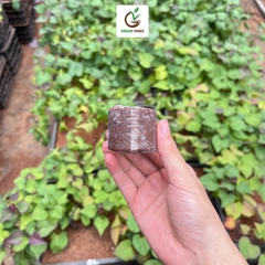 Viên nén xơ dừa ươm cây thùng 1000 viên