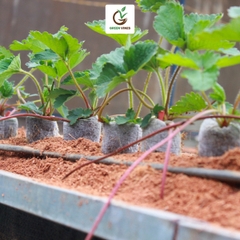 Viên nén xơ dừa ươm cây thùng 1000 viên