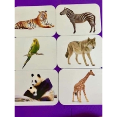 Bộ Thẻ Học Thông Minh 19 Chủ Đề Loại To