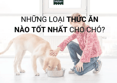 THỨC ĂN CHO CHÓ CÓ NHỮNG LOẠI NÀO? ĐÂU LÀ SỰ LỰA CHỌN TỐT?