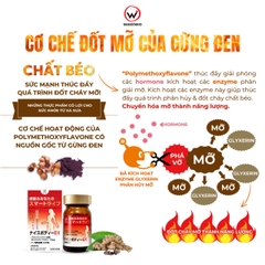 Viên Uống Giảm Mỡ Bụng Lợi Khuẩn Gừng Đen Nice Body Wakenko [60 Viên]