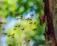 Quãng Đường Mà Ong Dú Có Thể Bay Được Là Bao Xa?