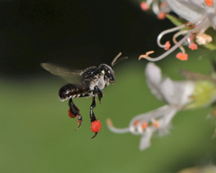 Ong Thợ Của Loài Ong Dú: Người Xây Dựng Và Bảo Vệ Không Mệt Mỏi