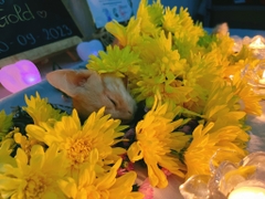 DỊCH VỤ HỎA TÁNG THÚ CƯNG Ở TP. HỒ CHÍ MINH