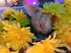 Hoả Táng Thú Cưng Và Những Câu Hỏi Thường Gặp