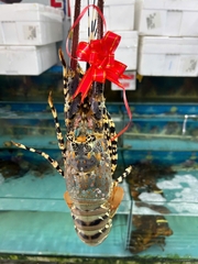 TÔM HÙM BÔNG TƯƠI SỐNG