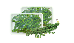 XĐ) Tiêu xanh V.gap  100g