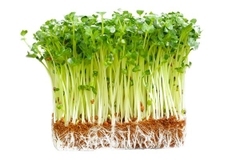 XĐ) Mầm cải V.gap (200g)