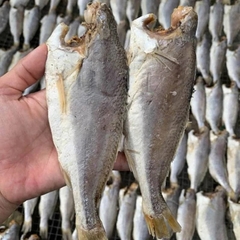 Cá đù pack 500G Hàng Việt Nam chất lượng cao