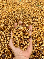 Robusta Yellow Honey S16+