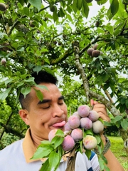 Mận Hậu Tươi Mộc Châu