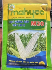 Ngô nếp lai m20