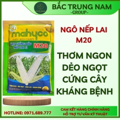Ngô nếp lai m20